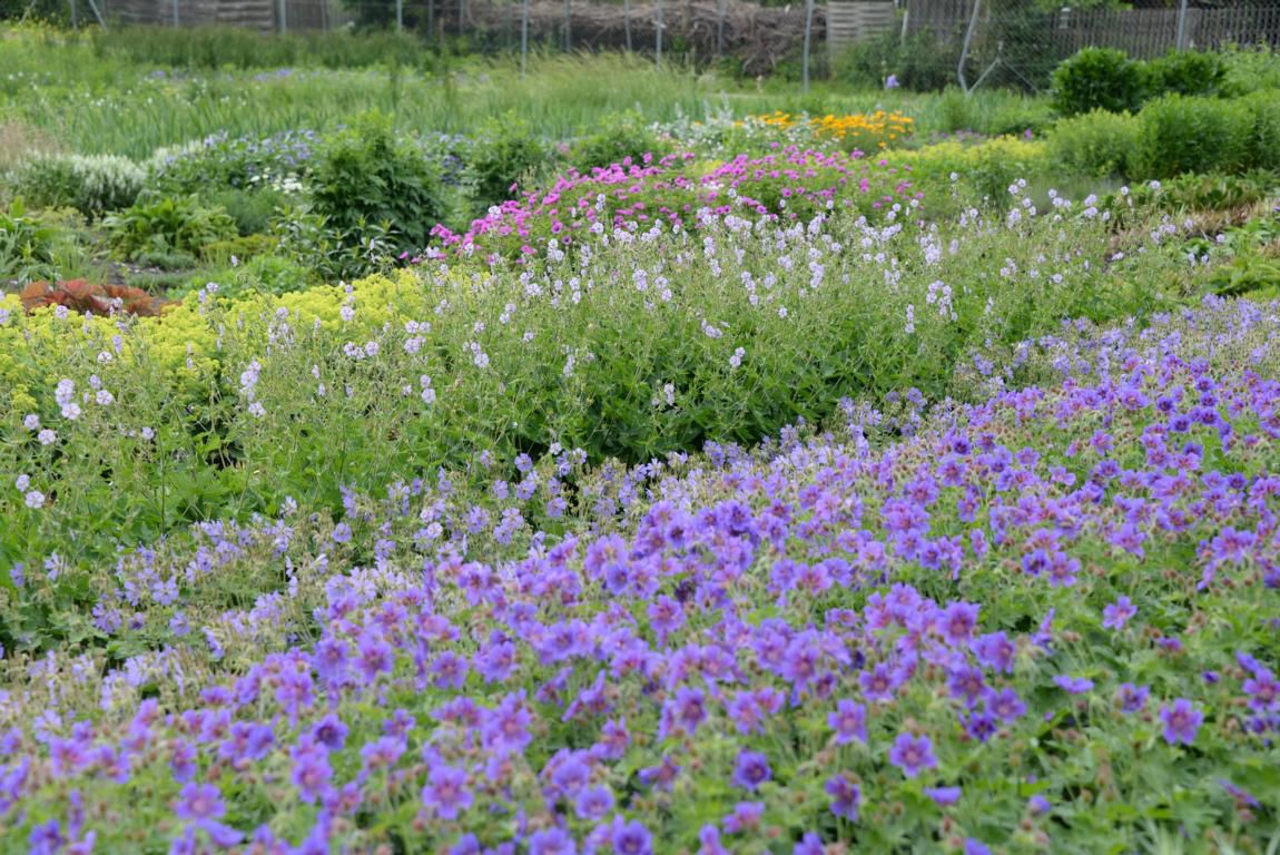 Unsere Gärtnerei Stauden Haid Stauden, winterharte Pflanzen