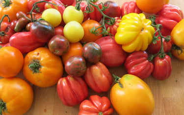 Start Verkauf samenfester Tomaten- und Gemüsepflanzen ab Dienstag 28.4.