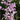 Tulbaghia violacea 'Gobi' Kapknoblauch bunt - Zimmerknoblauch