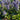 Ajuga reptans Grünblättriger Günsel