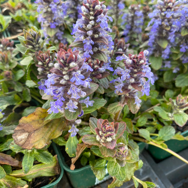 Ajuga reptans Grünblättriger Günsel