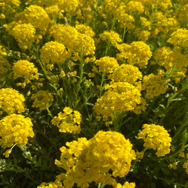 Alyssum wulfenianum Wulfen-Steinkraut