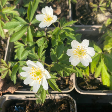 Anemone nemorosa Buschwindröschen