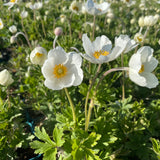 Anemone sylvestris Großes Wald-Windröschen