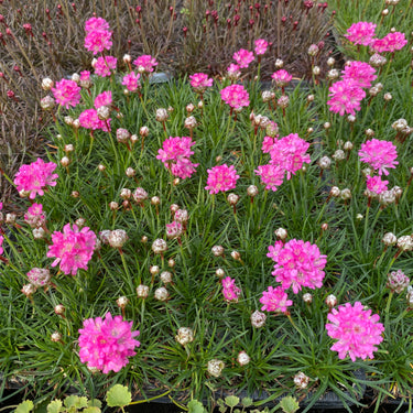 Armeria maritima 'Düsseldorfer Stolz' Strand-Grasnelke