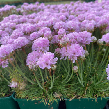 Armeria x juniperifolia 'Röschen' Garten-Grasnelke