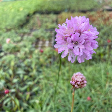 Armeria maritima ssp. elongata Gewöhnliche Grasnelke