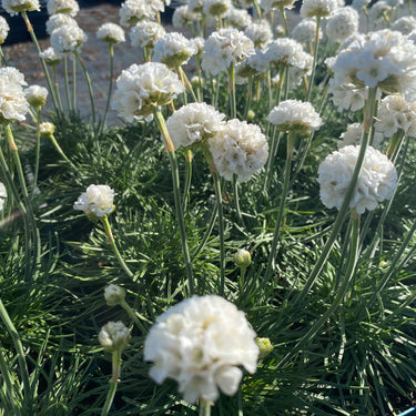Armeria maritima 'Alba' Strand-Grasnelke