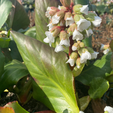 Bergenia Hybr. 'Bach' Bergenie