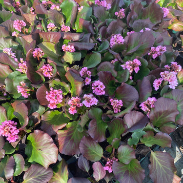 Bergenia cordifolia 'Herbstblüte' Bergenie