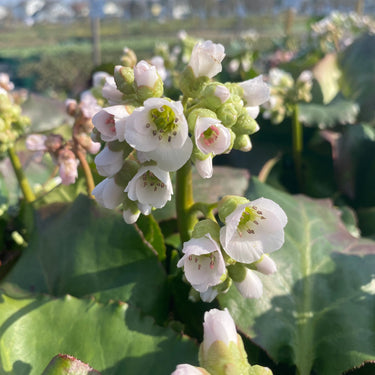 Bergenia cordifolia 'Schneekönigin' Bergenie