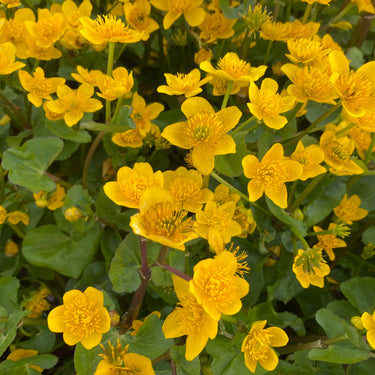 Caltha palustris Sumpf-Dotterblume
