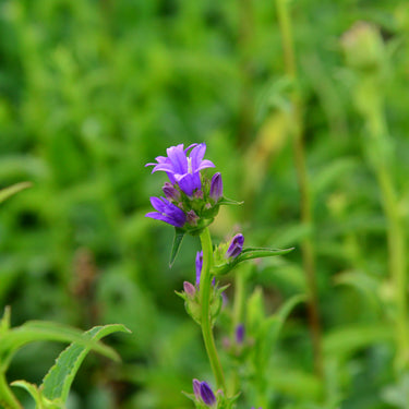 Campanula glomerata Knäuel-Glockenblume