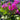 Dodecatheon meadia Götterblume