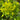 Euphorbia palustris Sumpf-Wolfsmilch