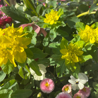 Euphorbia polychroma (epithymoides) Gold-Wolfsmilch