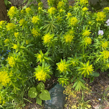 Euphorbia palustris Sumpf-Wolfsmilch