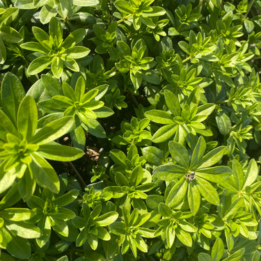 Galium odoratum Heimischer Waldmeister (Labkraut)