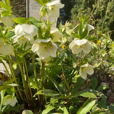 Helleborus x orientale 'White Lady' Frühlings-Nieswurz
