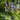 Hyacinthoides non scripta Hasenglöckchen