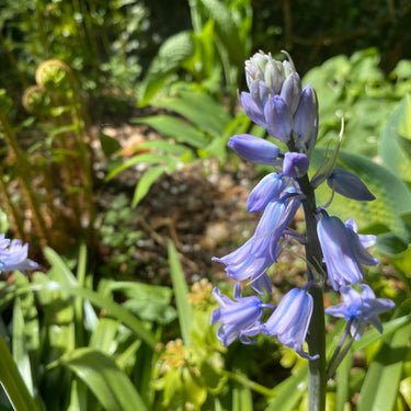 Hyacinthoides non scripta Hasenglöckchen