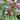 Lamium orvala Großblütige Taubnessel