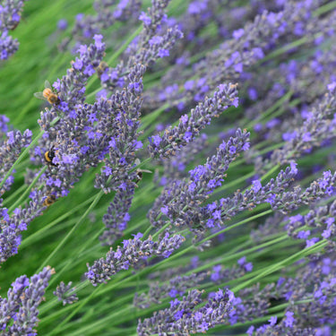 Lavandula x intermedia 'Grosso' Provence-Lavendel