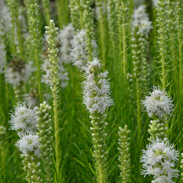Liatris spicata 'Floristan Weiß' Ästige Prachtscharte