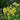 Linaria vulgaris Leinkraut