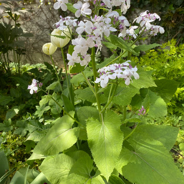 Lunaria annua Silberling (Mondviole)