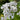 Lunaria annua Silberling (Mondviole)
