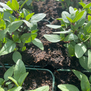 Ocimum basilicum 'Thai' Thai-Basilikum
