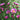Aster novi-belgii 'Lisette' Glattblatt-Aster