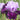 Iris barb.-elat.'Bluebird Wine' Hohe Bartschwertlilie