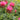 Monarda fistulosa 'Twins' Garten-Indianernessel