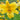 Lilium tromp. 'Golden Splendour' Trompeten-Lilie
