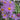 Chrysanthemum Zawad. Hybr.' Clara Curtis' Grönland-Margerite