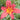 Hemerocallis x hybr.'Mrs.Hugh Johnson' Garten-Taglilie