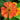 Helenium x 'Indian Summer' Sonnenbraut