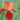 Iris barb.-elat.'Natchez Trace' Hohe Bartschwertlilie