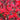 Lobelia 'Scarlet Fan' Lobelie