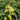 Solidaster(x) luteus 'Lemore' Goldruten-Aster