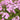Phlox paniculata 'Blue Evening' Hohe Flammenblume