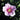 Geranium cinereum 'Rothbury Gerfos' -R- Grauer Storchschnabel