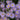 Aster novi-belgii 'Rosenquarz' Glattblatt-Aster