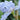 Iris barb.-elat.'Blue Saphir' Hohe Bartschwertlilie