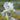 Iris barb.-elat.'Bianca' Hohe Bartschwertlilie