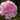Paeonia lactiflora 'Dr. Alexander Fleming' Chinesische Edel-Pfingstrose