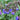 Pulmonaria 'Moonshine' Lungenkraut