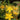 Hypericum hircinum Zitronenduft-Johanniskraut